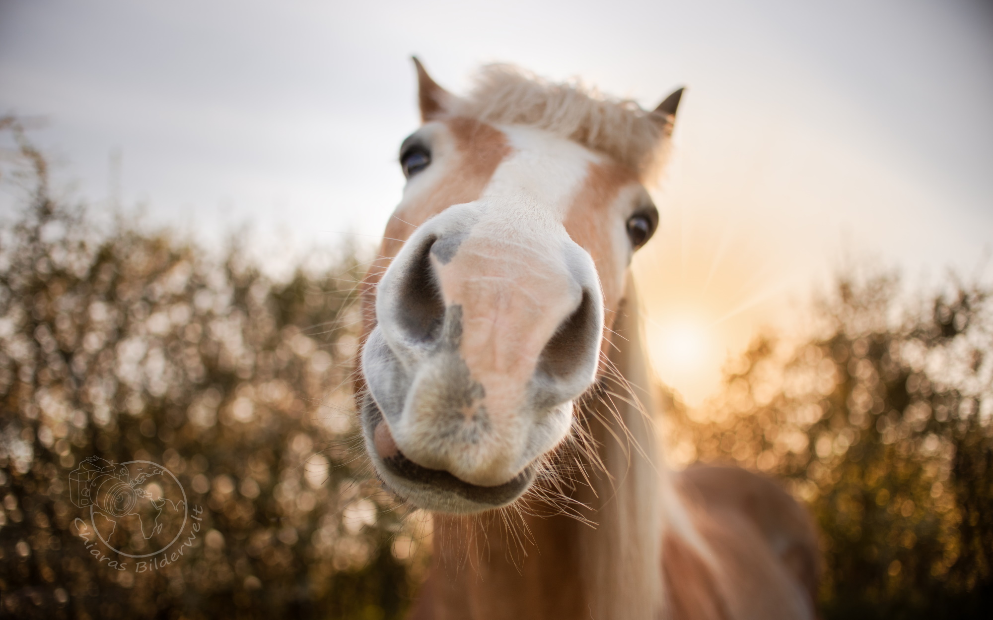 Tierfotografie