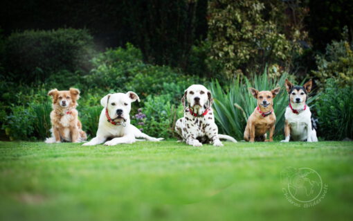 Wenn nicht alle Hunde gleichzeitig in die Kamera gucken, ist es kein Problem. Hier wurden drei Bilder zusammengesetzt.